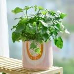 Chậu Cây Thiết Kế Đồng Xanh 124