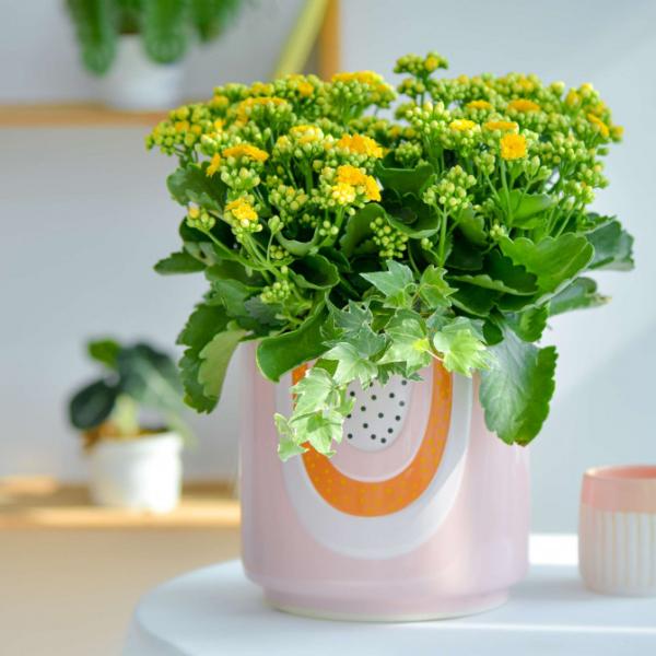 Chậu Hoa Thiết Kế Trường Thọ 123