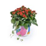 Chậu Hoa Thiết Kế Trường Thọ 123