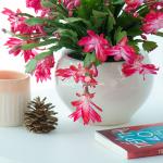 Chậu Hoa Thiết Kế Điều Ngọt Ngào 116