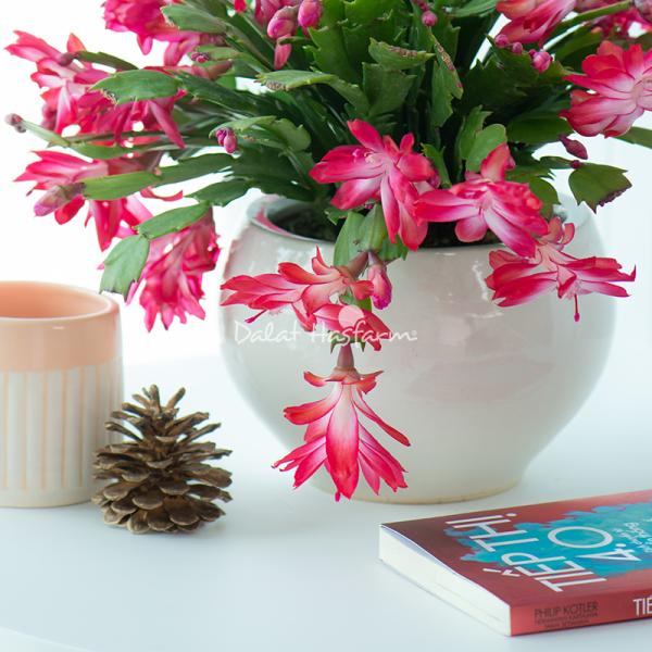 Chậu Hoa Thiết Kế Điều Ngọt Ngào 116