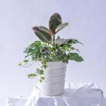 Chậu Cây Thiết Kế Đồng Xanh 125