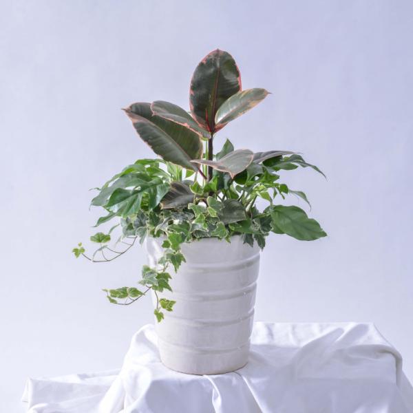 Chậu Cây Thiết Kế Đồng Xanh 125