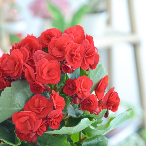 Giỏ Hoa Thiết Kế Ấm Áp 029