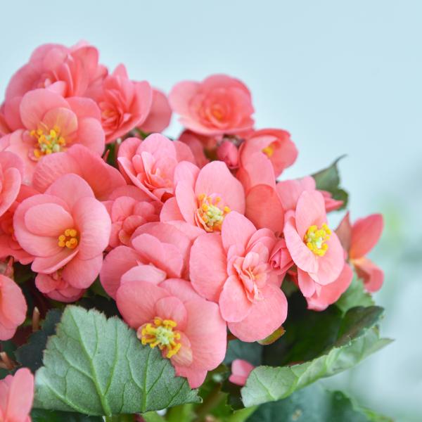 Giỏ Hoa Thiết Kế Ấm Áp 029