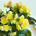 Giỏ Hoa Thiết Kế Ấm Áp 029