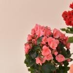 Chậu Giấy Gói Hoa Thu Hải Đường 079