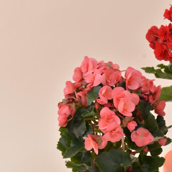 Chậu Giấy Gói Hoa Thu Hải Đường 079