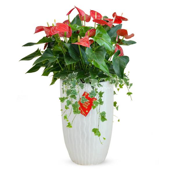 Hồng Môn Đón Lộc Đầu Xuân 119