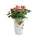 Hồng Môn Đón Lộc Đầu Xuân 118