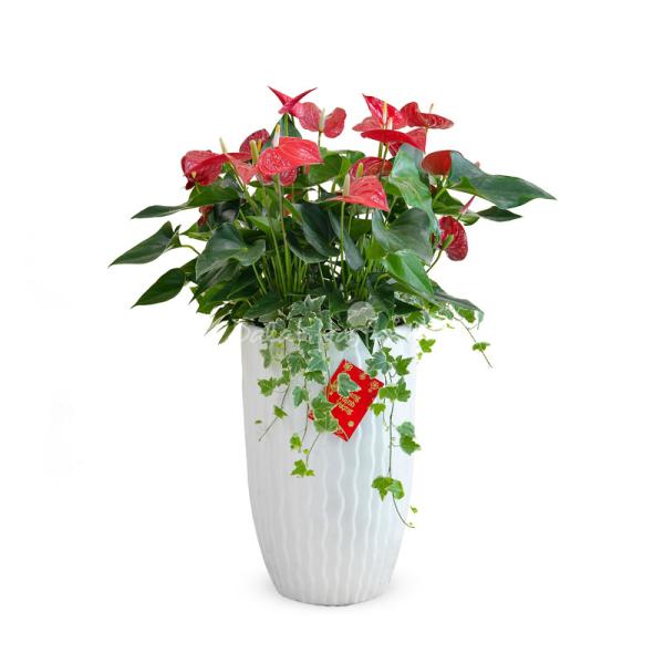 Hồng Môn Đón Lộc Đầu Xuân 118