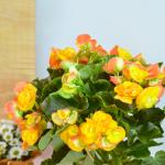 Chậu Giấy Gói Hoa Thu Hải Đường 079