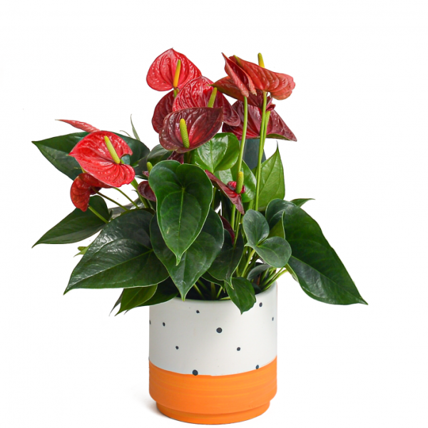 Chậu Cây Thiết Kế Nồng Ấm 018