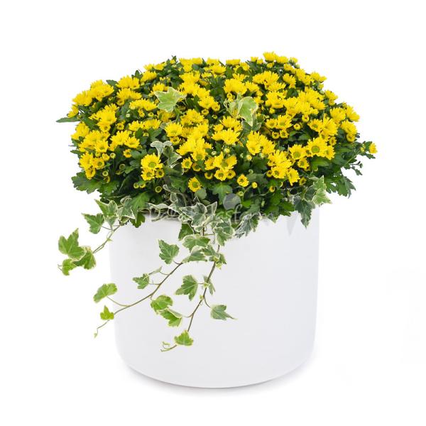 Chậu Hoa Cúc Tết Đong Đầy 116