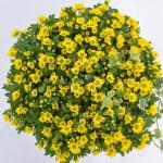 Chậu Hoa Cúc Tết Đong Đầy 116