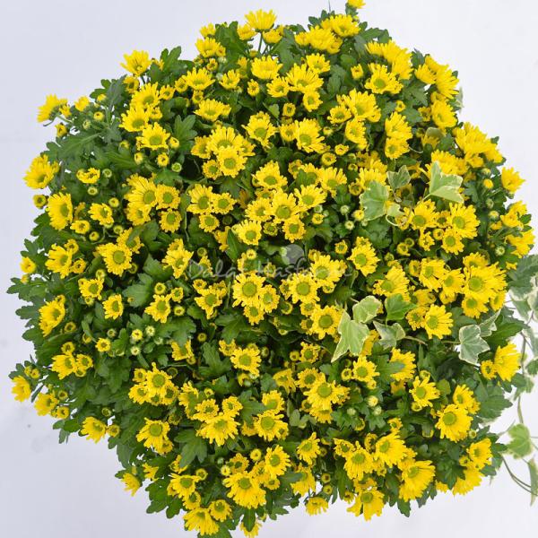 Chậu Hoa Cúc Tết Đong Đầy 116