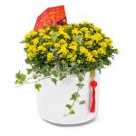 Chậu Hoa Cúc Tết Đong Đầy 116