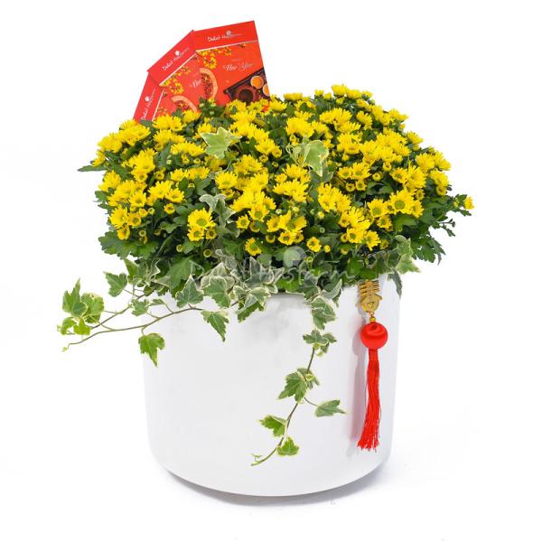 Chậu Hoa Cúc Tết Đong Đầy 116