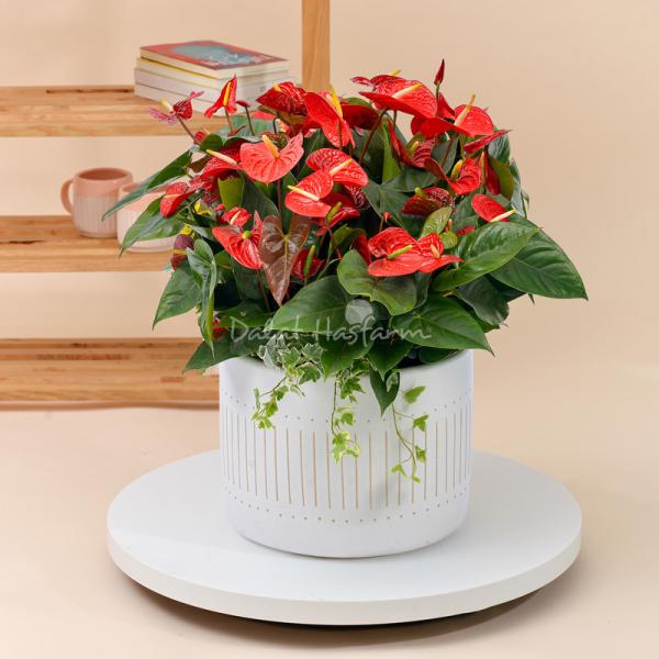 Chậu Hoa Thiết Kế Ấm Áp 114