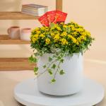 Chậu Hoa Cúc Tết Đong Đầy 116