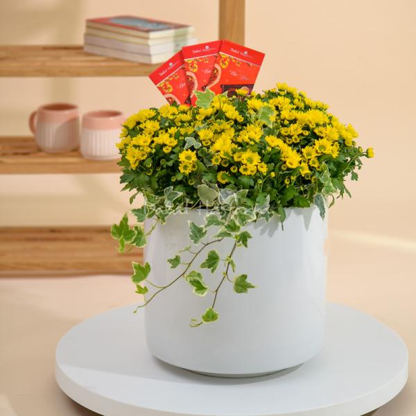 Chậu Hoa Cúc Tết Đong Đầy 116