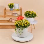 Chậu Hoa Cúc Tết Đong Đầy 117