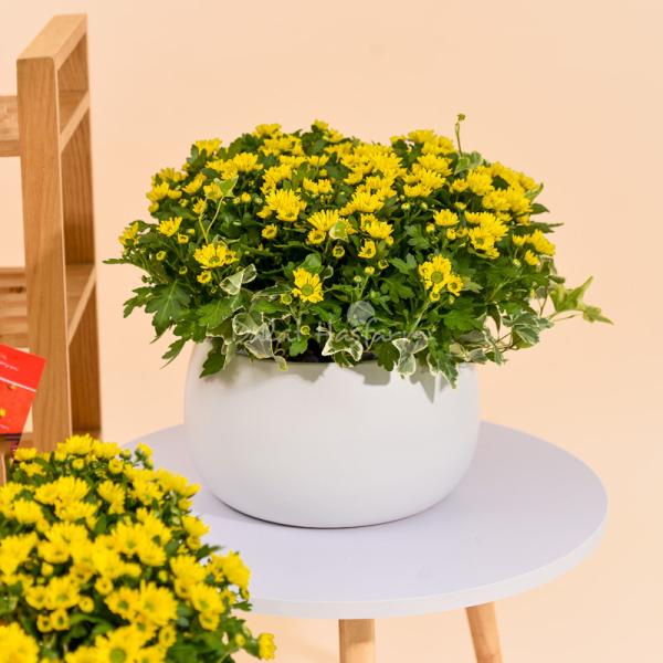 Chậu Hoa Cúc Tết Đong Đầy 117