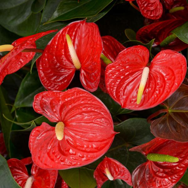 Hồng Môn Đón Lộc Đầu Xuân 113