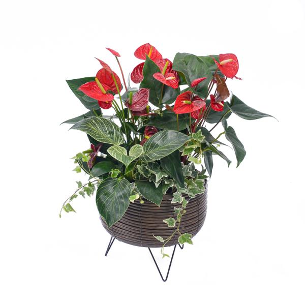 Hồng Môn Đón Lộc Đầu Xuân 113