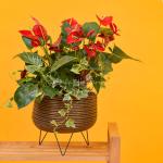 Hồng Môn Đón Lộc Đầu Xuân 113