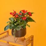 Hồng Môn Đón Lộc Đầu Xuân 113