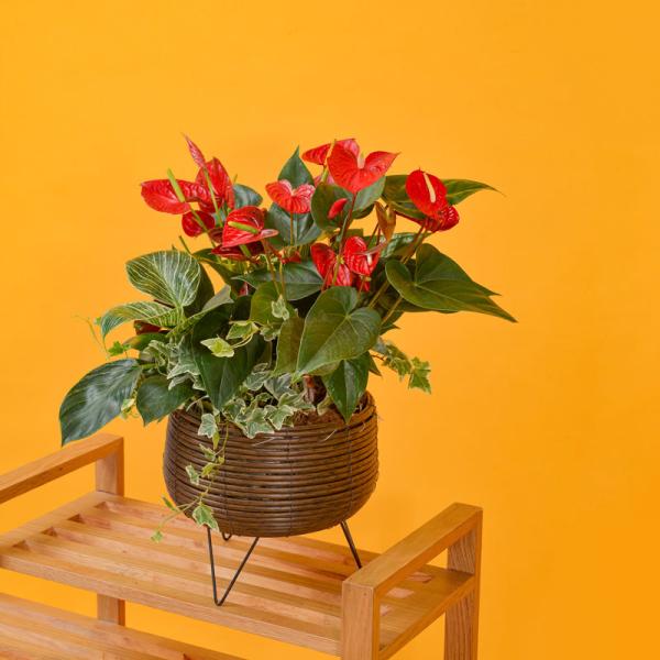 Hồng Môn Đón Lộc Đầu Xuân 113