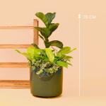 Chậu Cây Thiết Kế Đồng Xanh 115