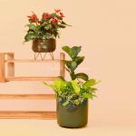 Chậu Cây Thiết Kế Đồng Xanh 115