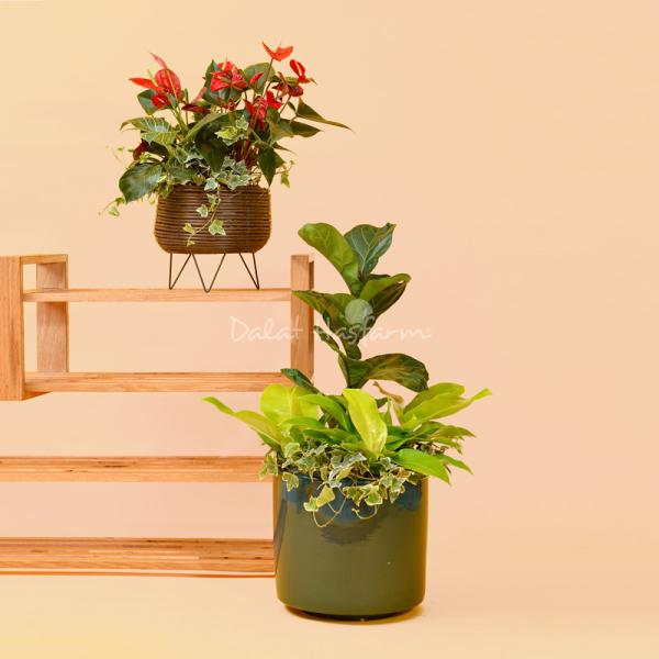 Chậu Cây Thiết Kế Đồng Xanh 115