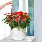 Chậu Hoa Thiết Kế Ấm Áp 114