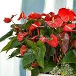 Chậu Hoa Thiết Kế Ấm Áp 114