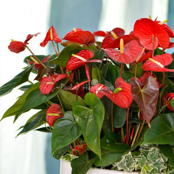 Chậu Hoa Thiết Kế Ấm Áp 114