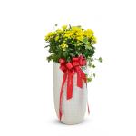 Chậu Hoa Cúc Tết Đong Đầy 120