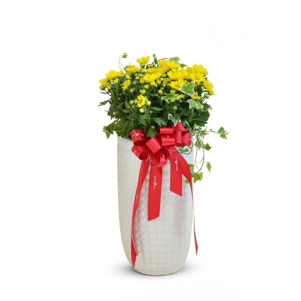 Chậu Hoa Cúc Tết Đong Đầy 120