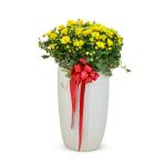 Chậu Hoa Cúc Tết Đong Đầy 121