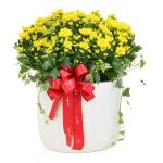 Chậu Hoa Thiết Kế Nắng Ấm 122