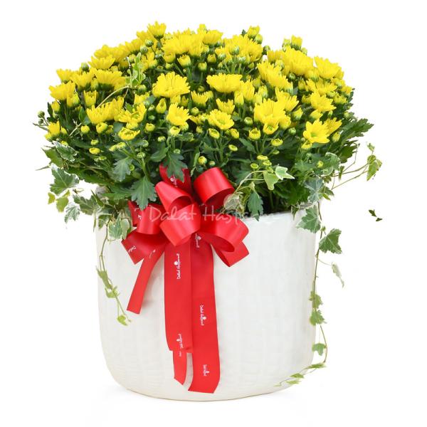 Chậu Hoa Thiết Kế Nắng Ấm 122