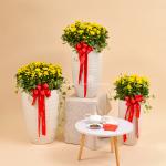 Chậu Hoa Cúc Tết Đong Đầy 121