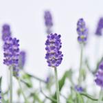 Giỏ Hoa Lavender Hạnh Phúc 128
