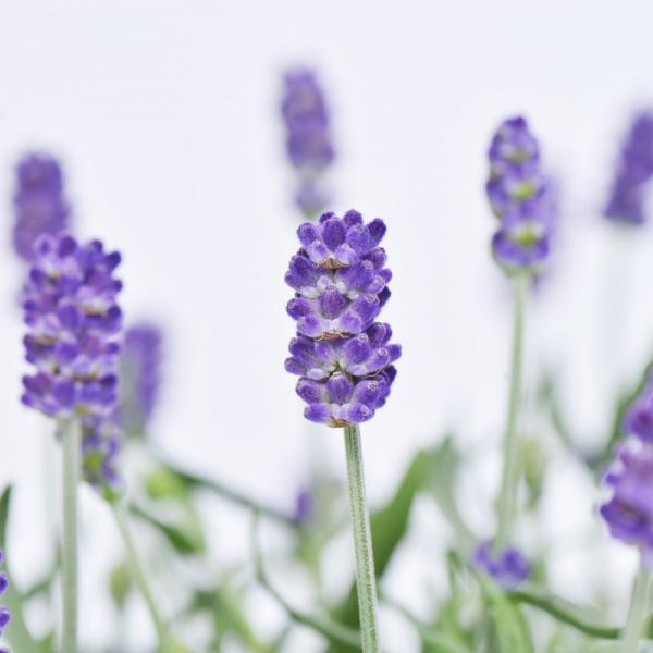 Giỏ Hoa Lavender Hạnh Phúc 128