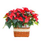 Chậu Hoa Thiết Kế Hân Hoan 056