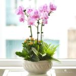 Lan Hồ Điệp Hồng Phát 013