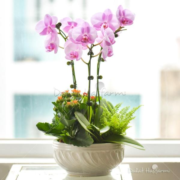 Lan Hồ Điệp Hồng Phát 013