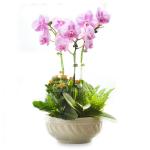 Lan Hồ Điệp Hồng Phát 013